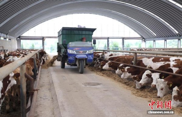 金砖财富 黄土塬上千余合作社“抱团”引领乡村产业“牛”起来